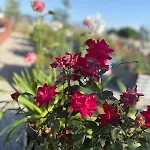 Konukevi Il Roseto Dei Sensi Country In Piemonte 3*