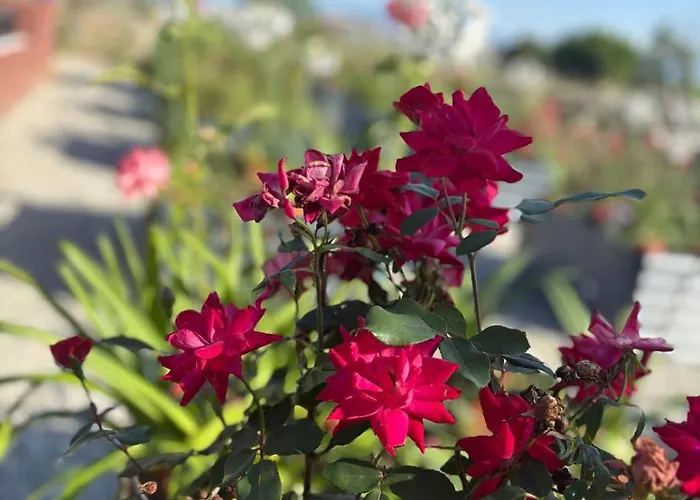 Гостевой дом Il Roseto Dei Sensi Country In Piemonte 3*